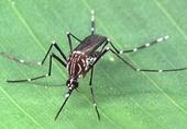 Aedes aegypti_fiocruz.JPG
